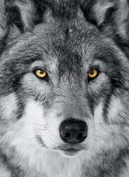 Carnet loup